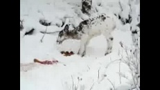 Les animaux moustachés et albinos