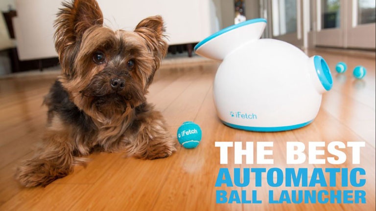 Un lance-balles pour garder votre chien en forme