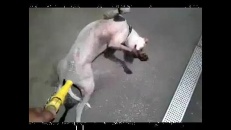Un chien bien arrosé!