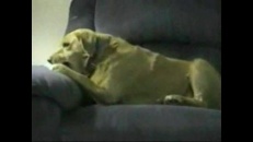 Un chien qui s’auto-attaque