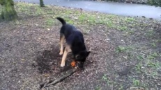 Chien VS racine d'arbre