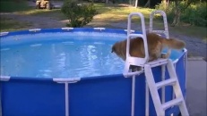 Un chien amateur de baignade