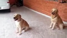 Des chiens bien entrainés