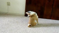 Un chien qui voit la vie autrement