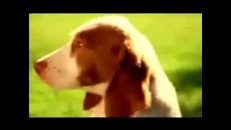 Chiot différent
