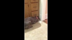 Un chien essaie d'enterrer son os dans la cuisine