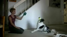 Un chien en forme