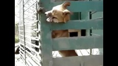 Apprendre à son chien comment déverrouiller la porte de son enclost