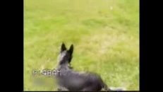 Le chien le mieux dressé du monde !