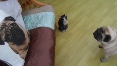 Un chien qui a peur d'un coussin