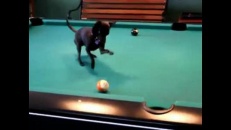 Un chihuahua joue au billard