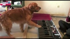 Un chien joue du piano!