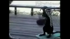 Chien joueur étoile au basketball