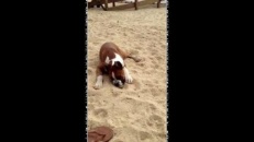 Un chien surpris par le goût d'une lime!