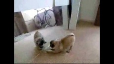 Combat entre un chien et un miroir