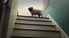 Un pug sautille dans l'escalier