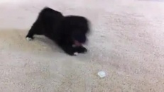 Plaisirs glacés pour ce petit chien