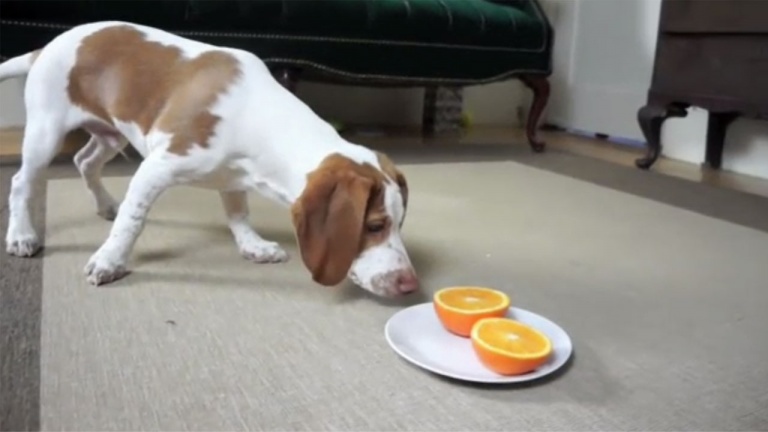 Les oranges qui rendent ces chiens fous