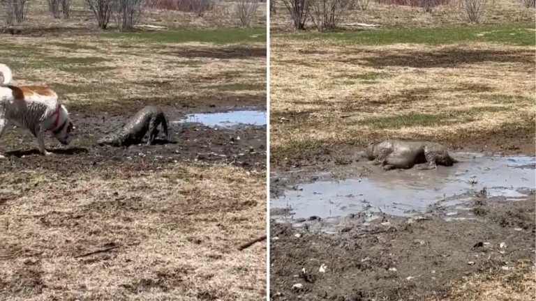 Qu’est-ce que c’est, cet animal? Un cochon?