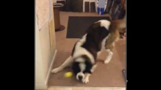 L'agilité, ce n'est pas donnée à tous les chiens!