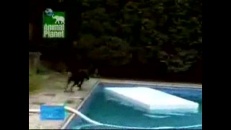 Chien débrouillard dans la piscine