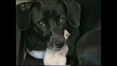 Chien protecteur