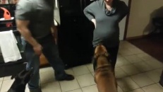 Un chien qui protège sa famille!