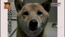 Un chien qui parle