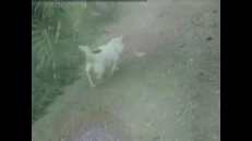 Chien qui se gratte le dos
