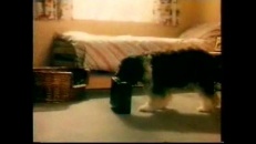 Un chien qui quitte la maison