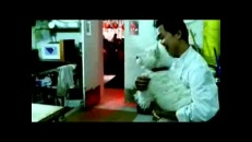 Chien dans restaurant chinois