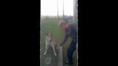 Un chien capable de serrer la main