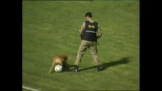 Les chiens policiers aussi jouent au soccer...