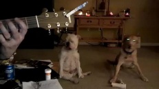 Un chien sourd aime la musique blues
