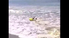 Chien qui fait du surf