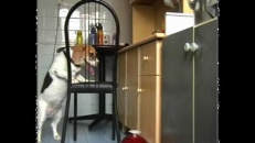 Un chien qui travaille fort pour voler de la nourriture! Un chien qui travaille fort pour voler de la nourriture!