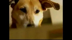 Chien s’ennuie