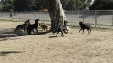 Menacé par une meute de chiens, cet écureuil s'en sort indemne!