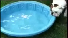 Un pitou entêté!