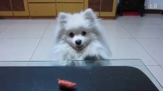 Un chien à la conquête d'une saucisse!