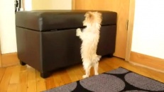 Un petit chiot qui se prend pour un lapin