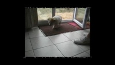 Un chien qui aime les planchers propres!