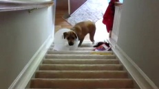 Chien qui monte l'escalier malgré tout