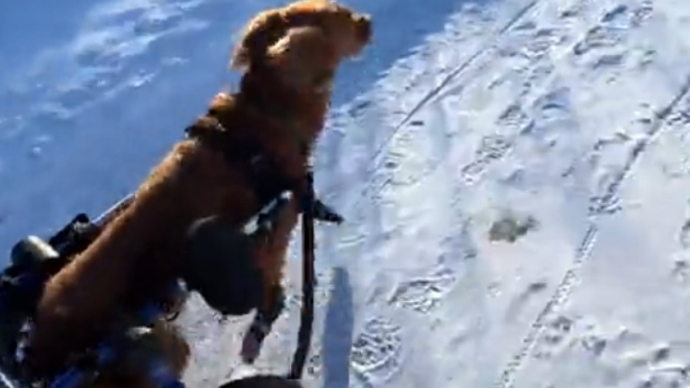 Un chien paralysé court en fauteuil roulant pour la première fois