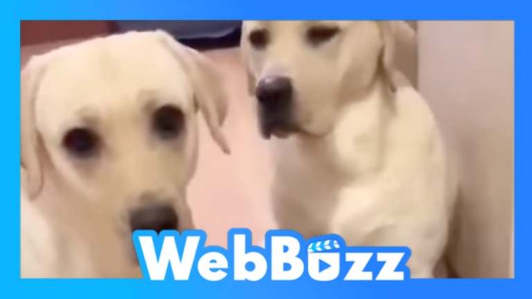 Ces chiens s'accusent entre eux