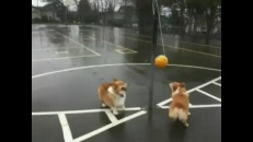 Un jeu de ballon pour chien!