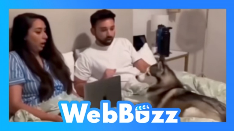 Ces chiens sont trop drôles