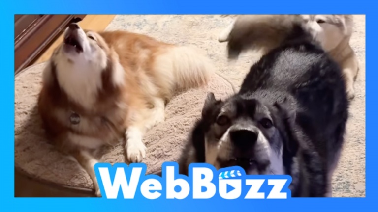 Des chiens qui parlent... non, qui hurlent!