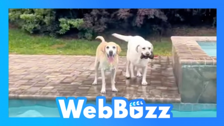 Ces chiens aiment trop la piscine