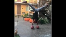 Un chiwawa ne joue pas à donne la patte